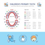primary teeth development chart for parents