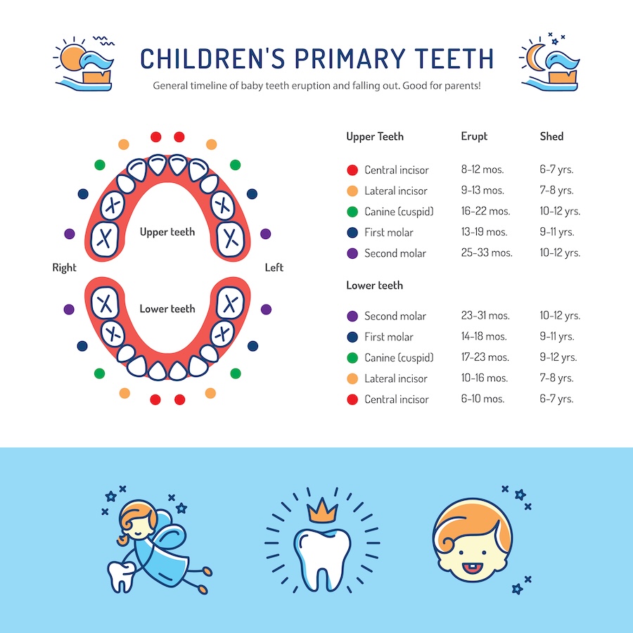 primary teeth development chart for parents